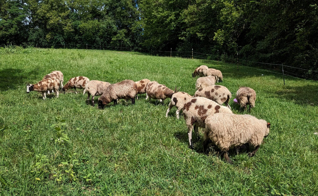 About Jacob Sheep banner