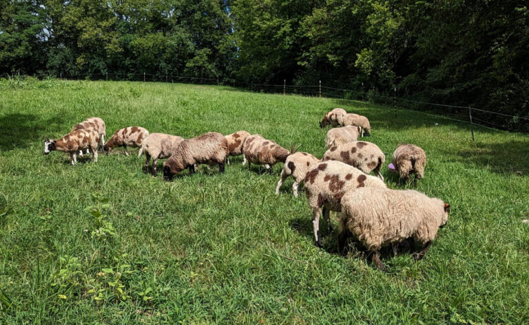 About Jacob Sheep banner
